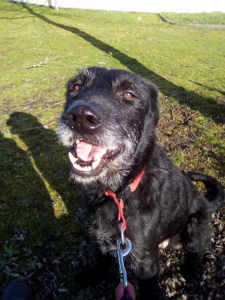 my dog