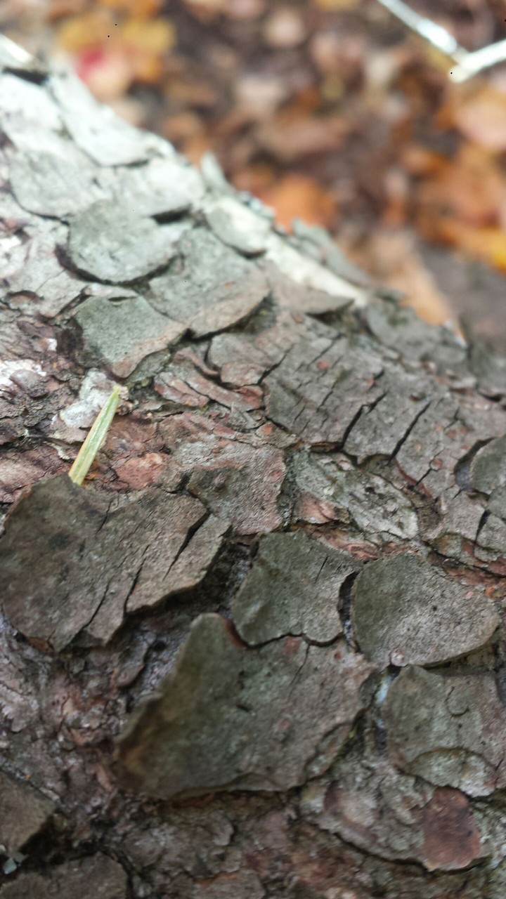 Tree Bark