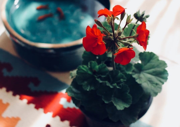 red flower