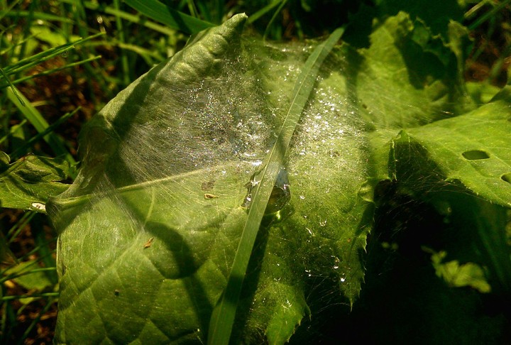 Where's the spider?