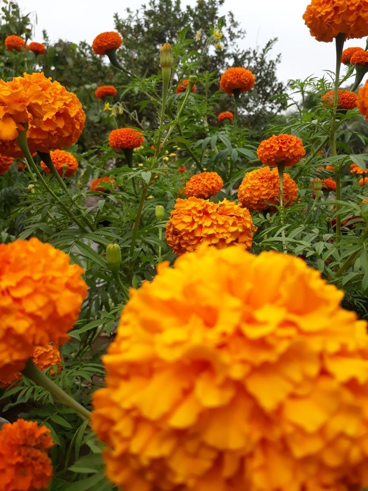 Marigold
