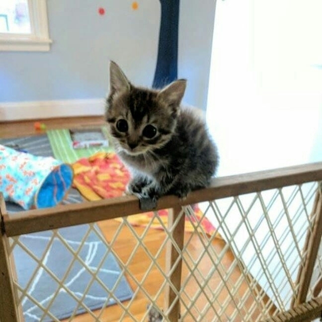 Котик