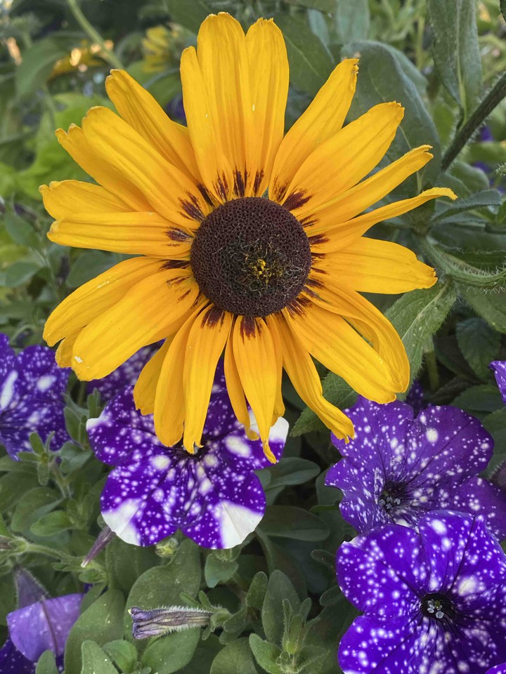 Daisy