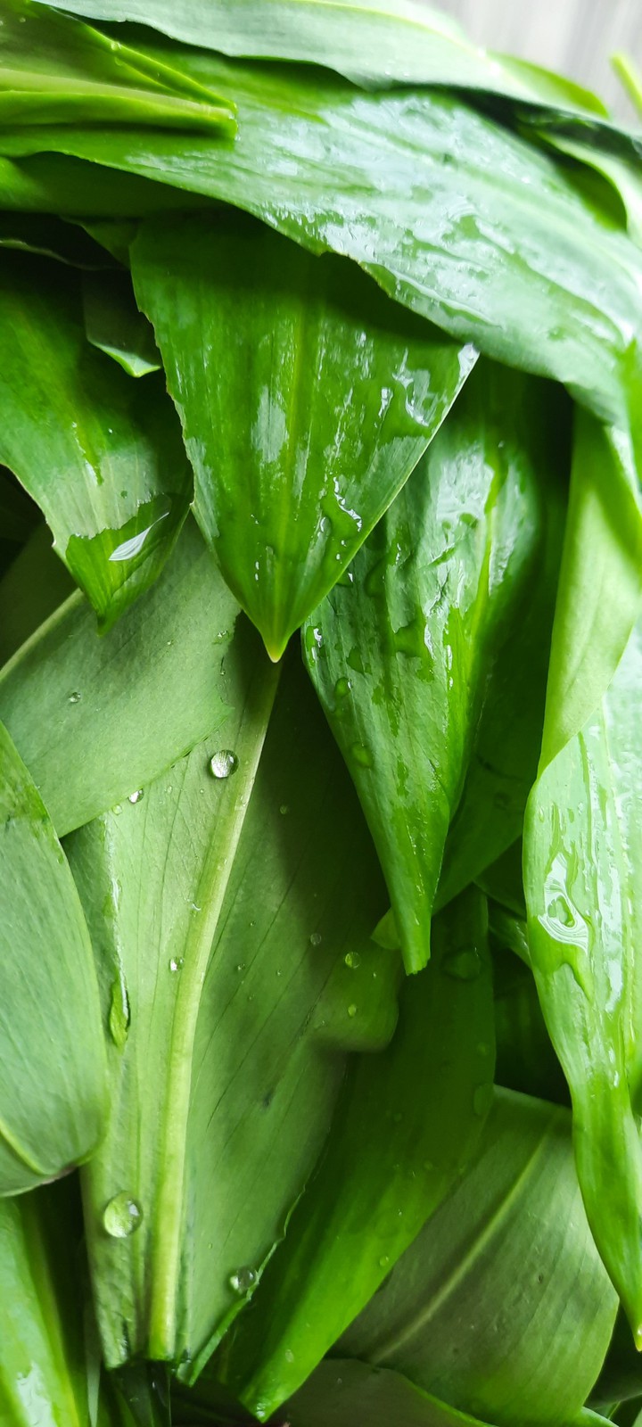 Fresh leafs