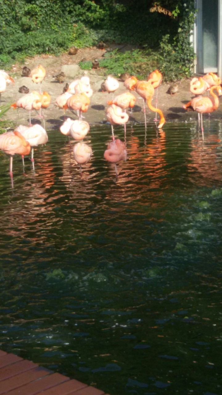 Flamingo