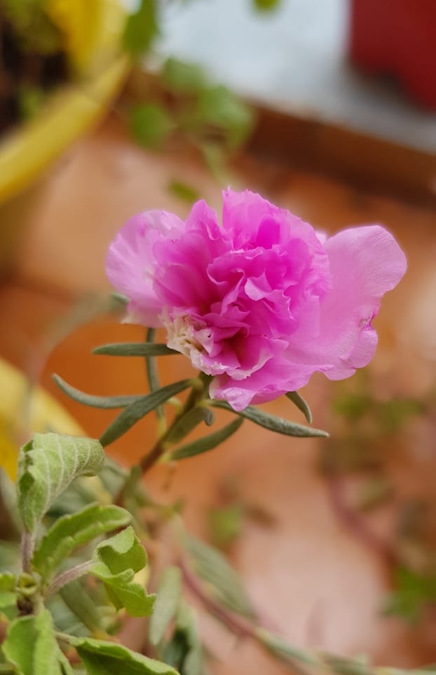 pink flower