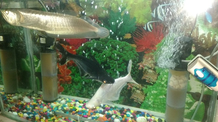 Ervana, nd Sharkis