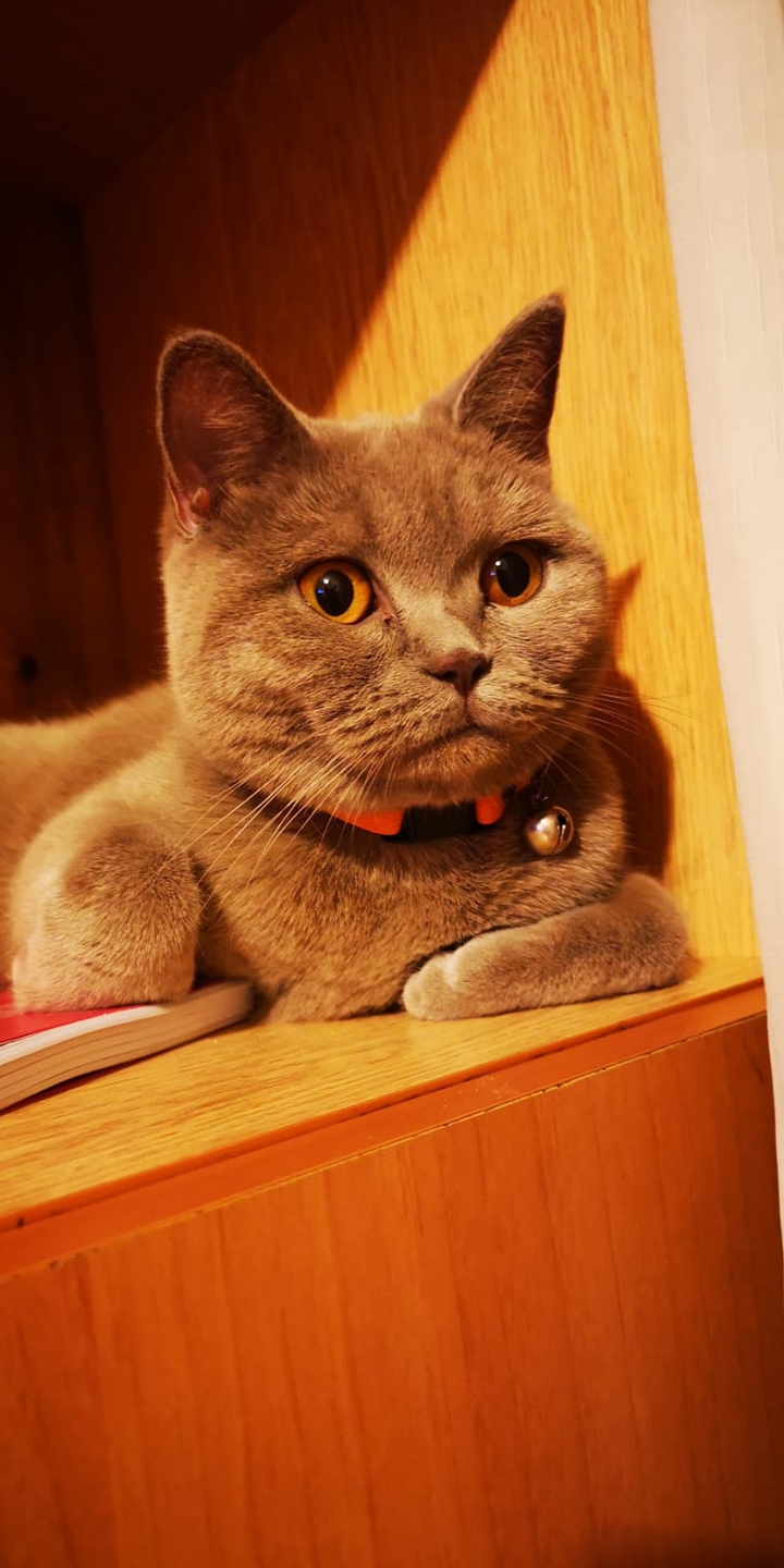 cat