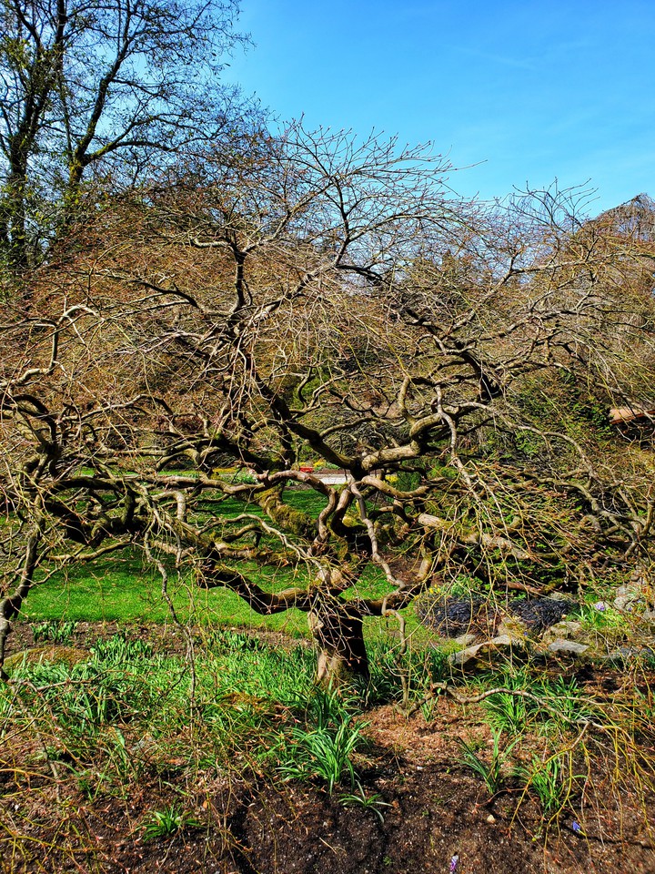 tree