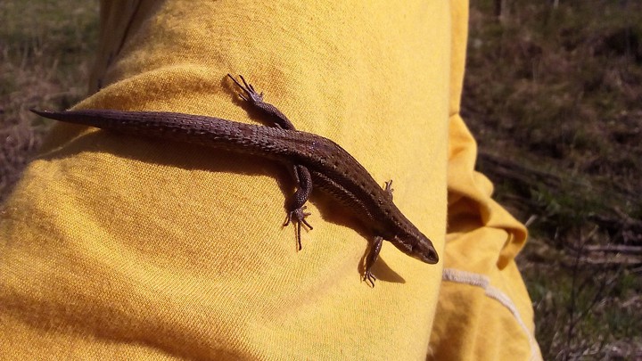 LIZARD
