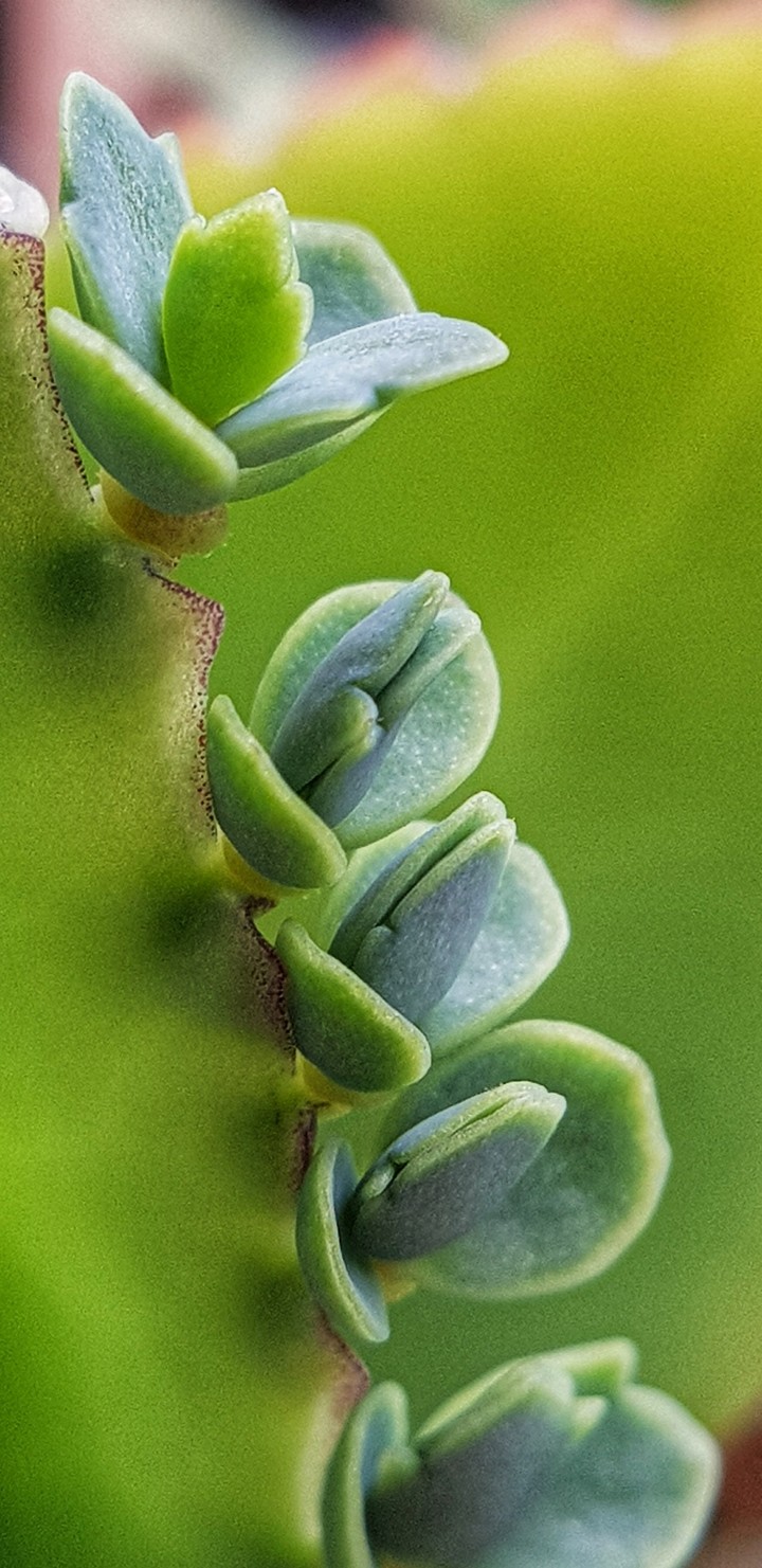 green on desk