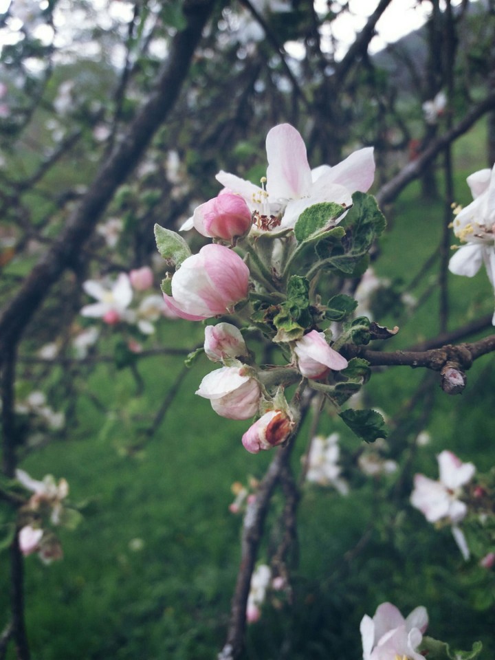 blossom
