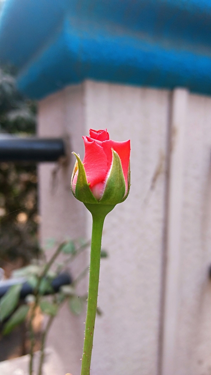 rose
