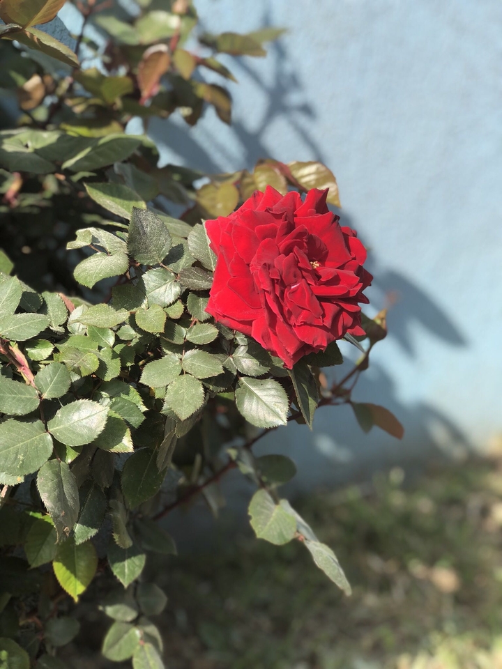 Rose nature