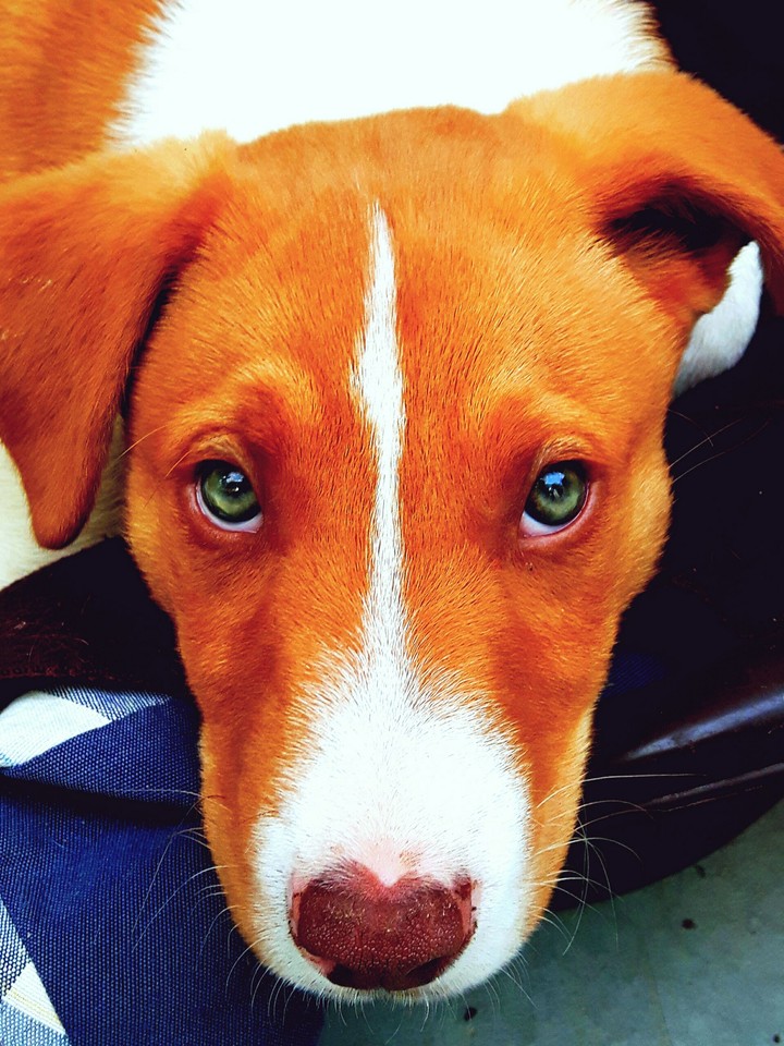 Dog