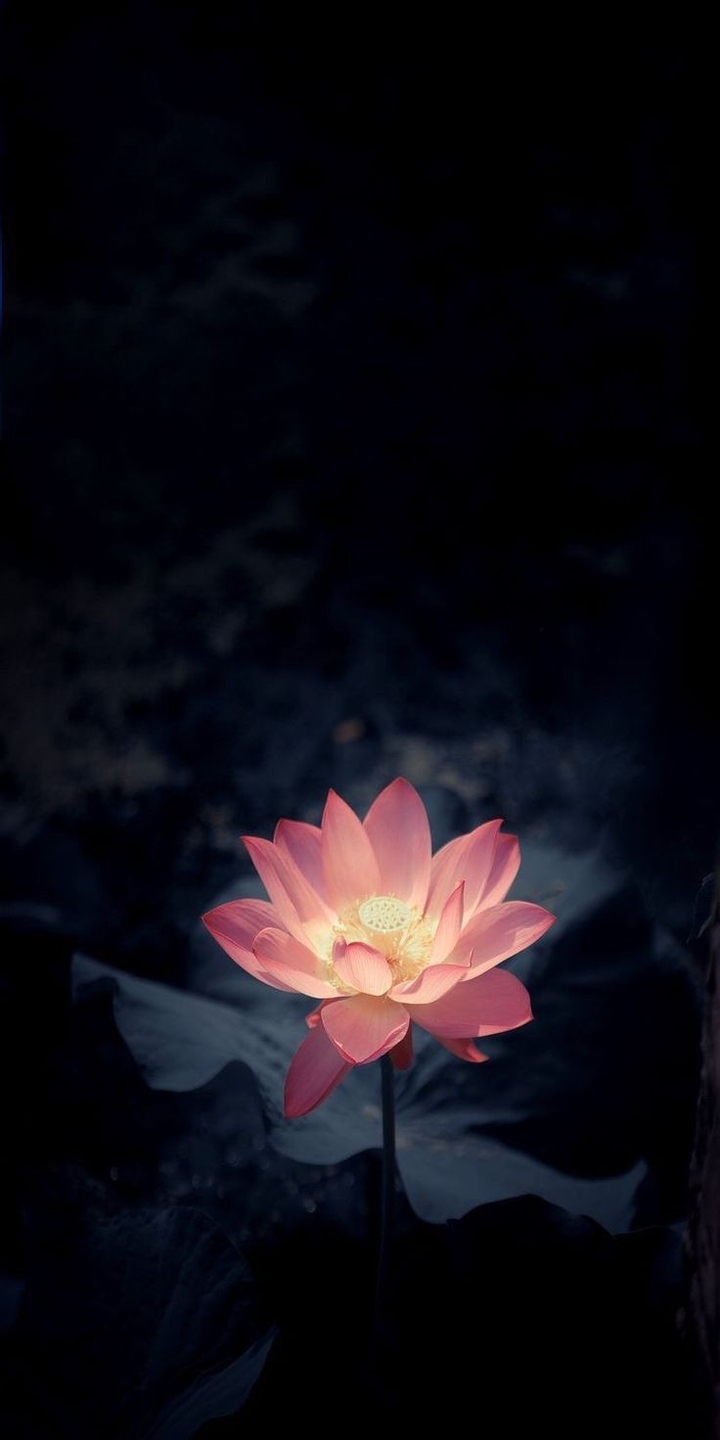 waterlily