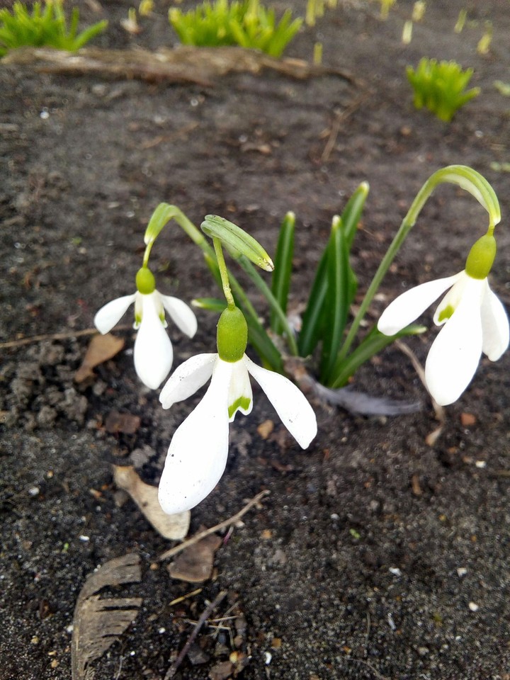 Snowdrop