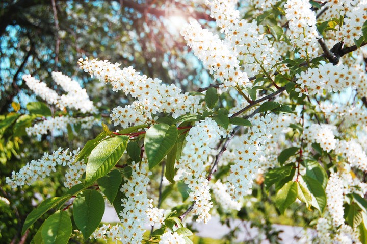весна лето цветы summer cpring flower flowers