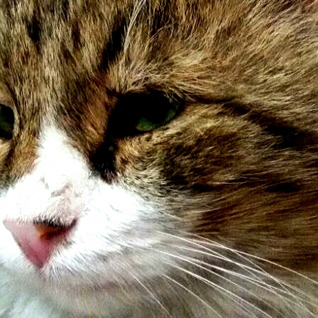 my cat