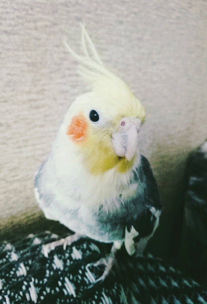 Hello