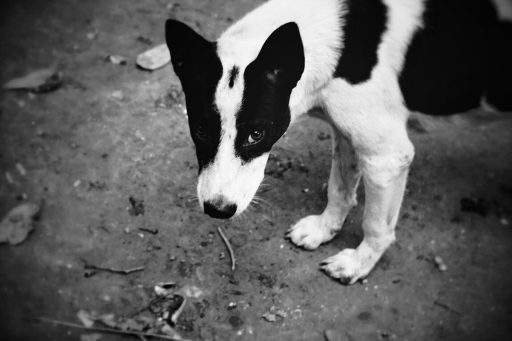 Doggy :)