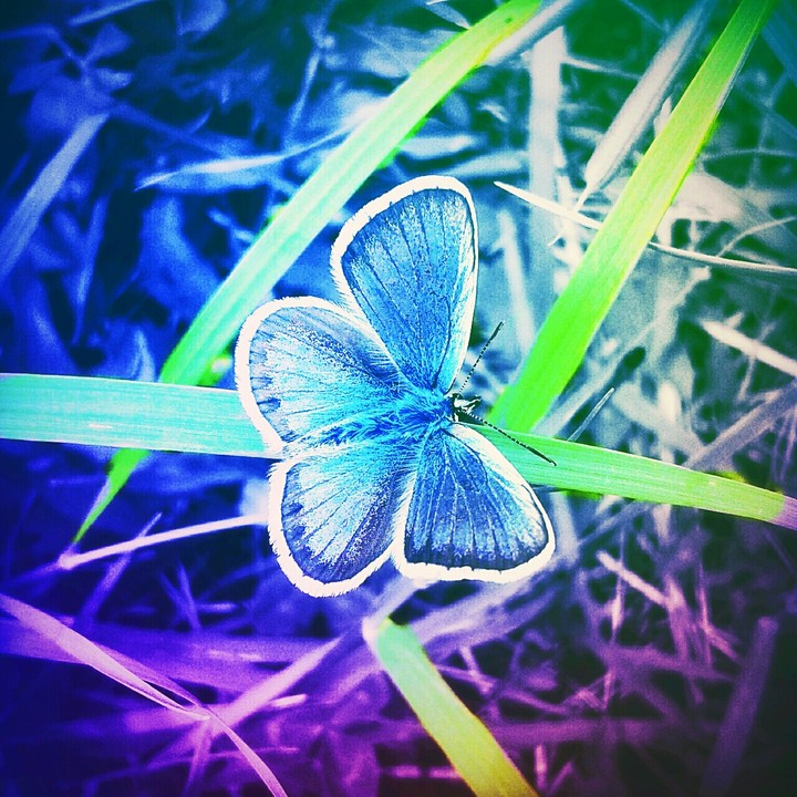 borboleta