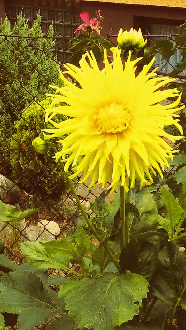 yellow