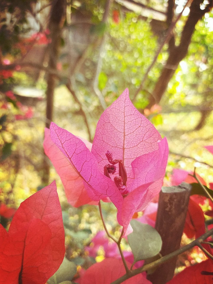 Unknown name