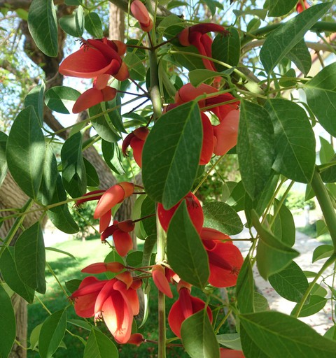 #Turkey #redflower