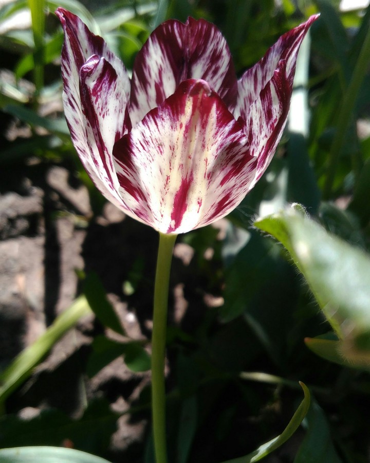 tulip