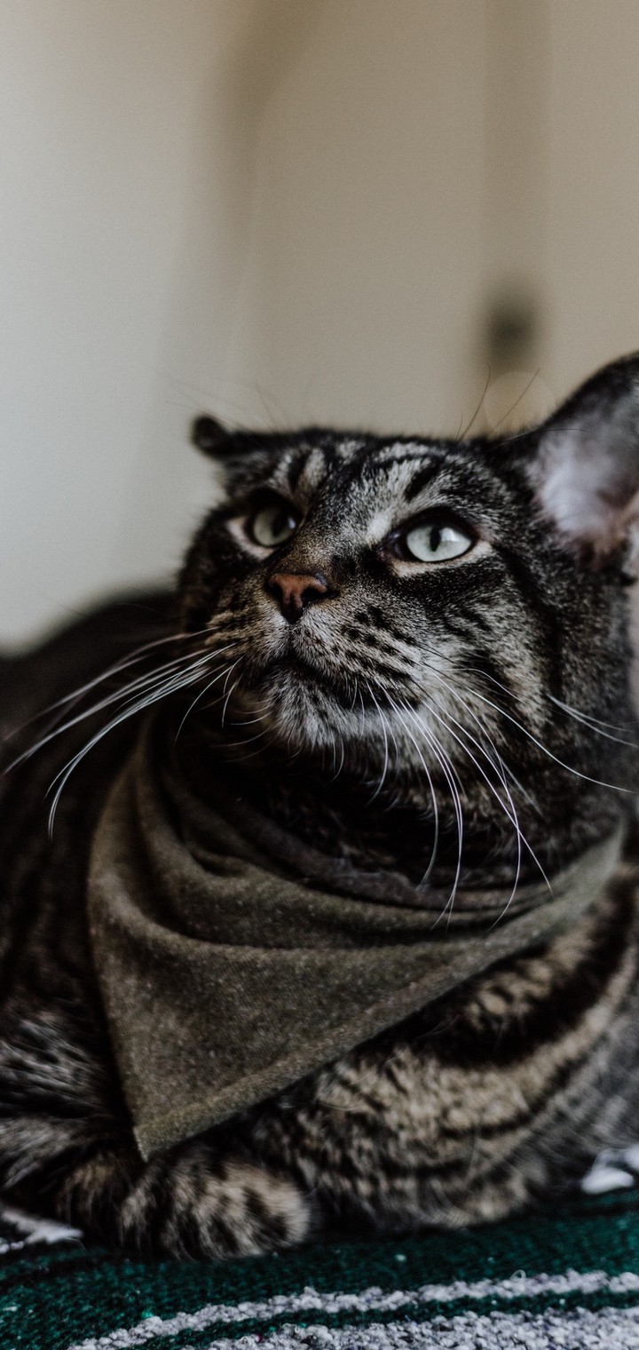 İt a Cat Mr. Dawson