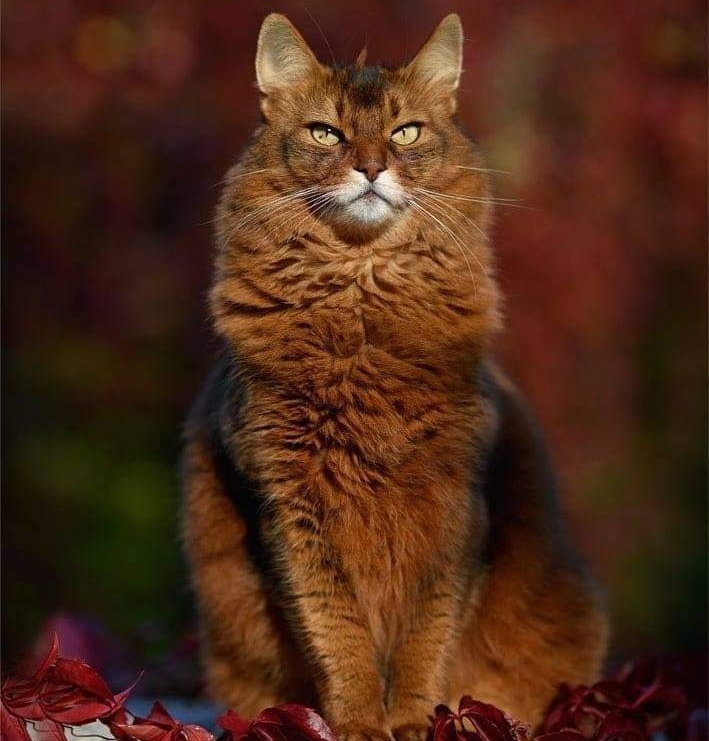 Сомалийская кошка (๑ᵔзᵔ๑)
