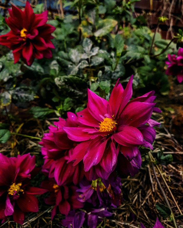 Flower