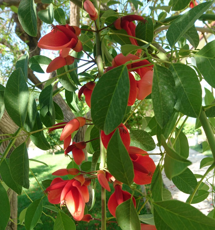 #Turkey #redflower