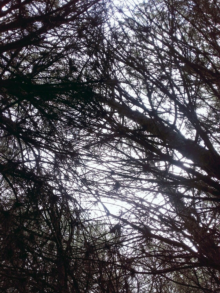 toile de branche