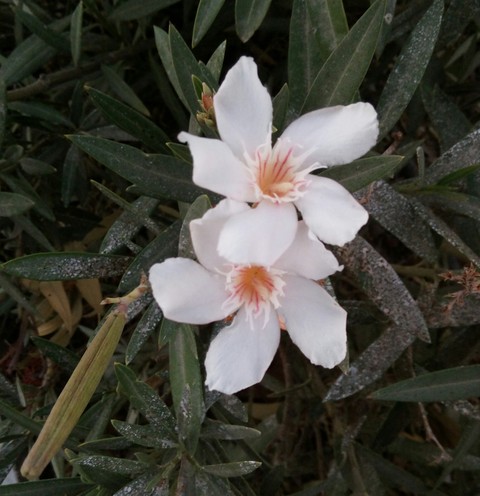 زهور