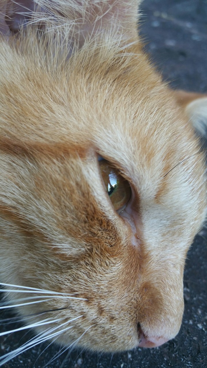 Orange Tabby