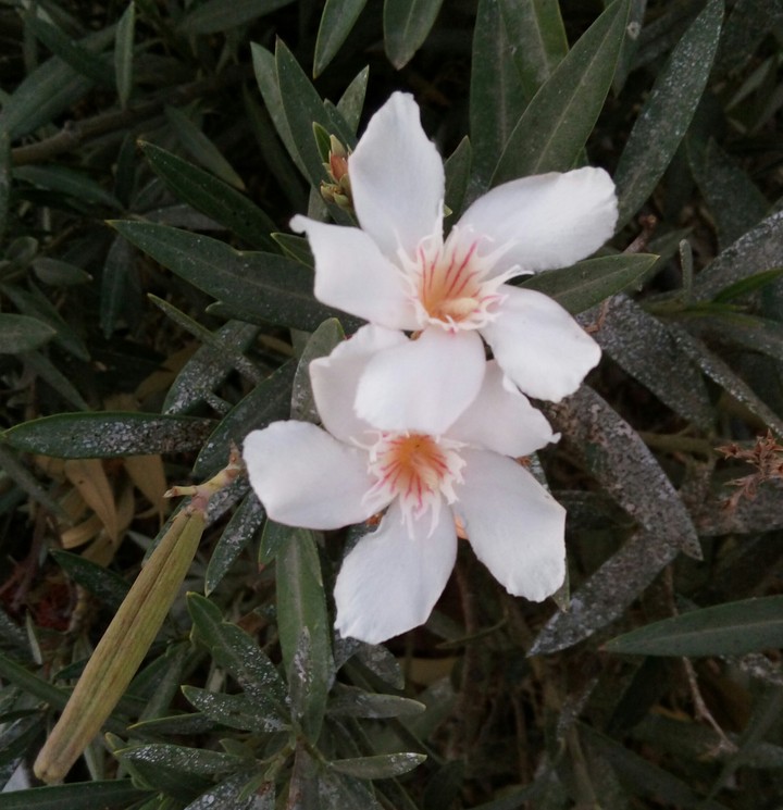 زهور