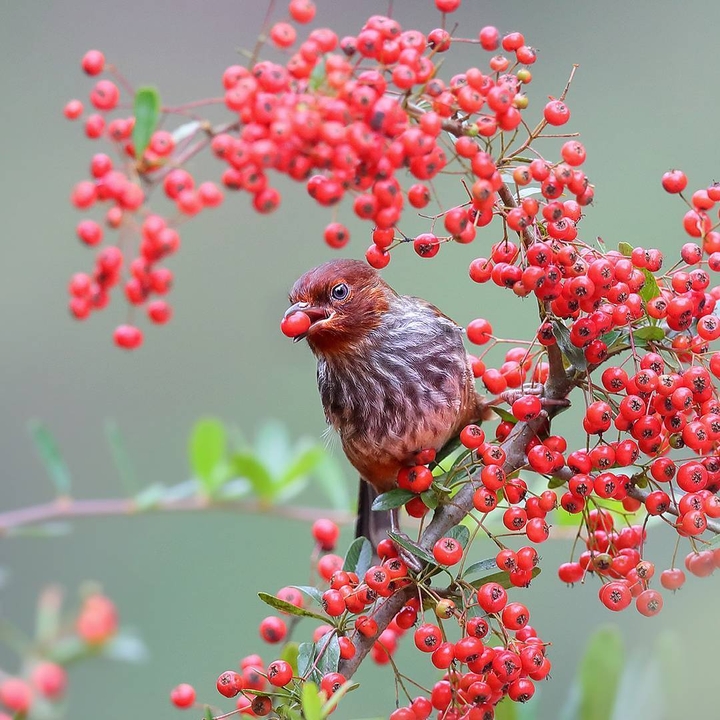 cute bird