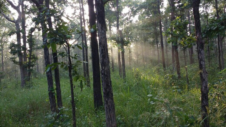 Beauty of the forest