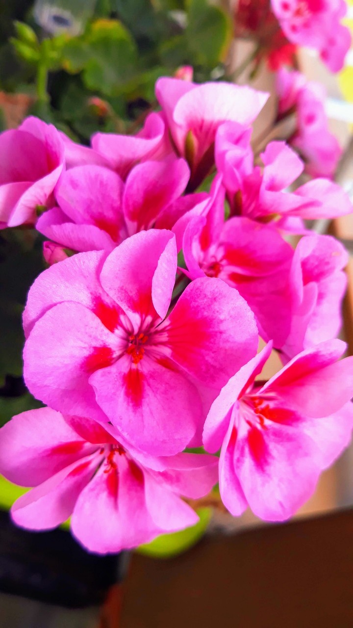 wonderful flowers
