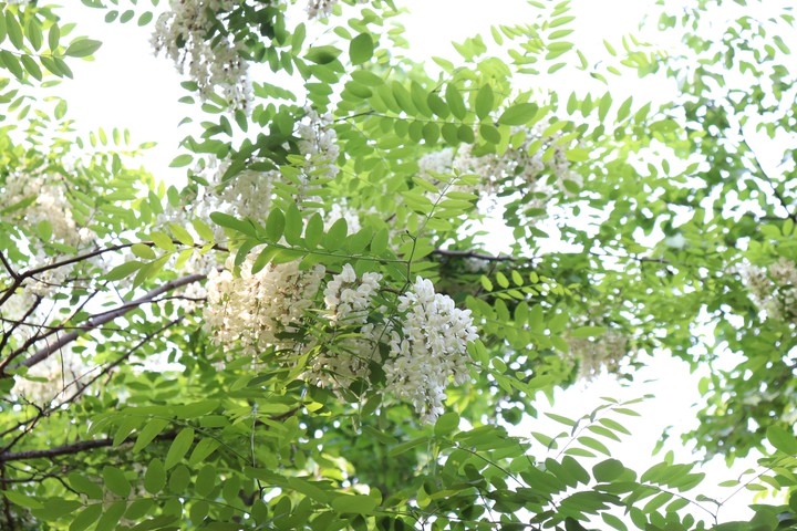 숲