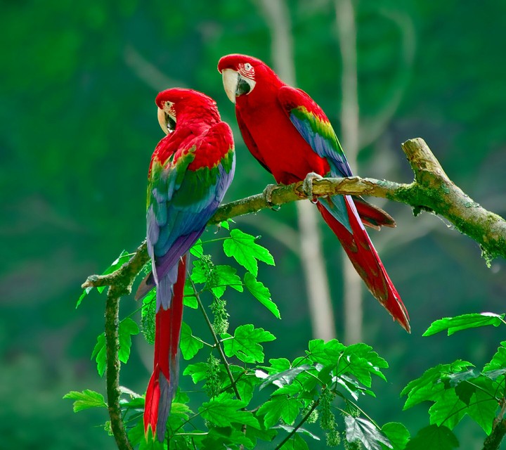 parrots