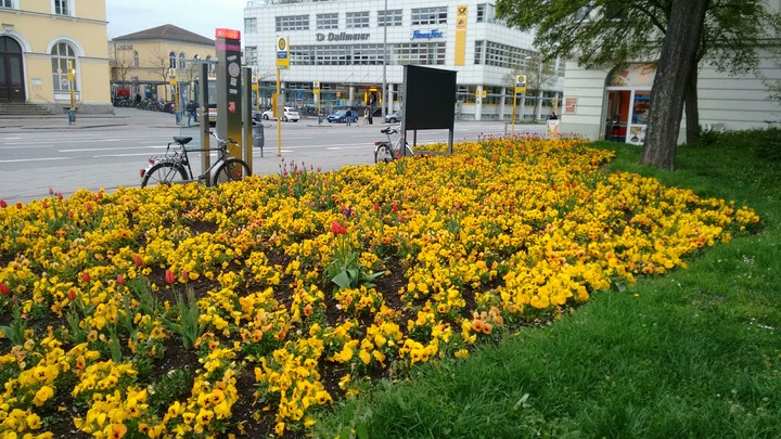 Flowers