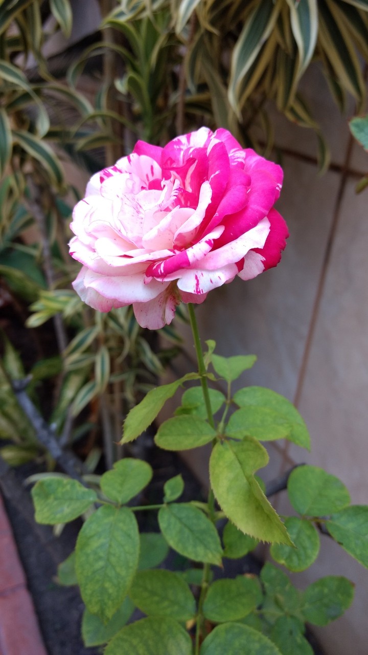 Rosa2
