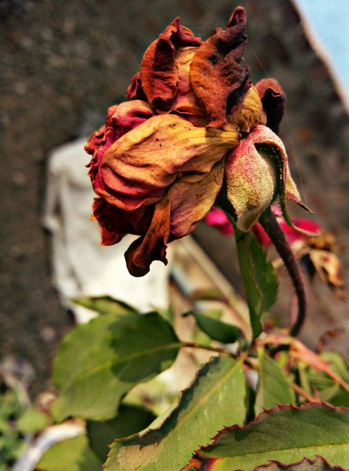 Blown_away...