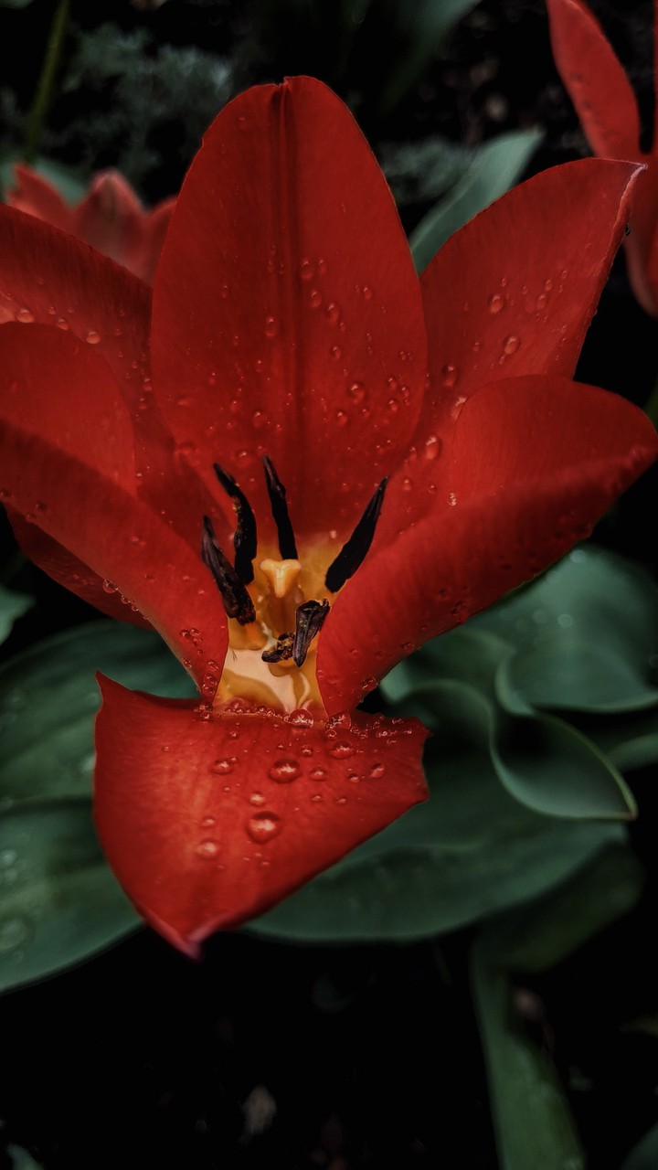 spring rain