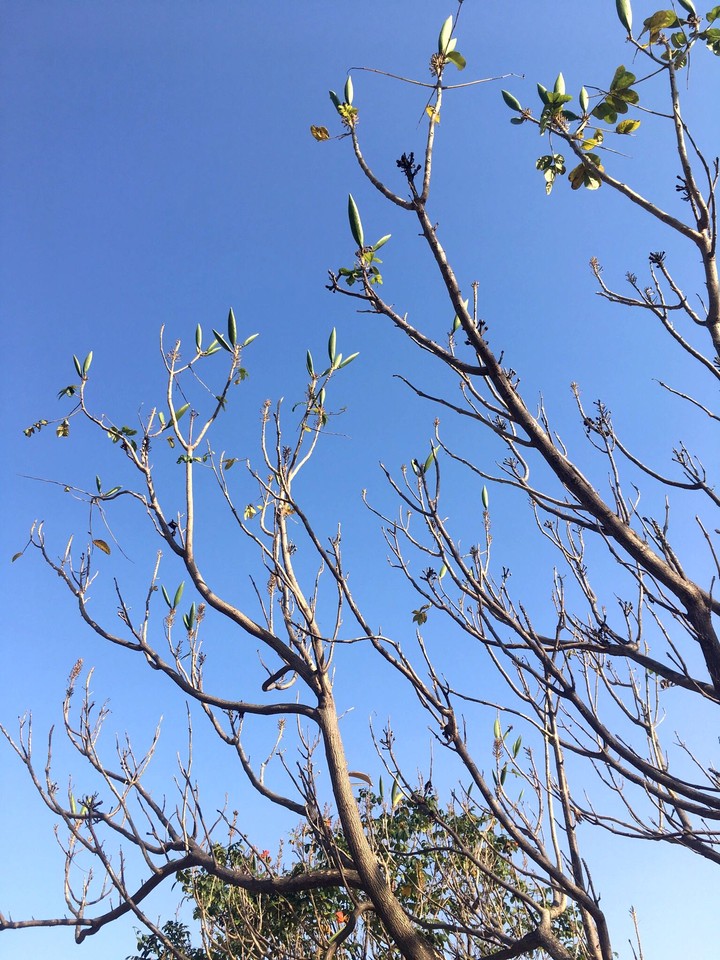 Dry branches