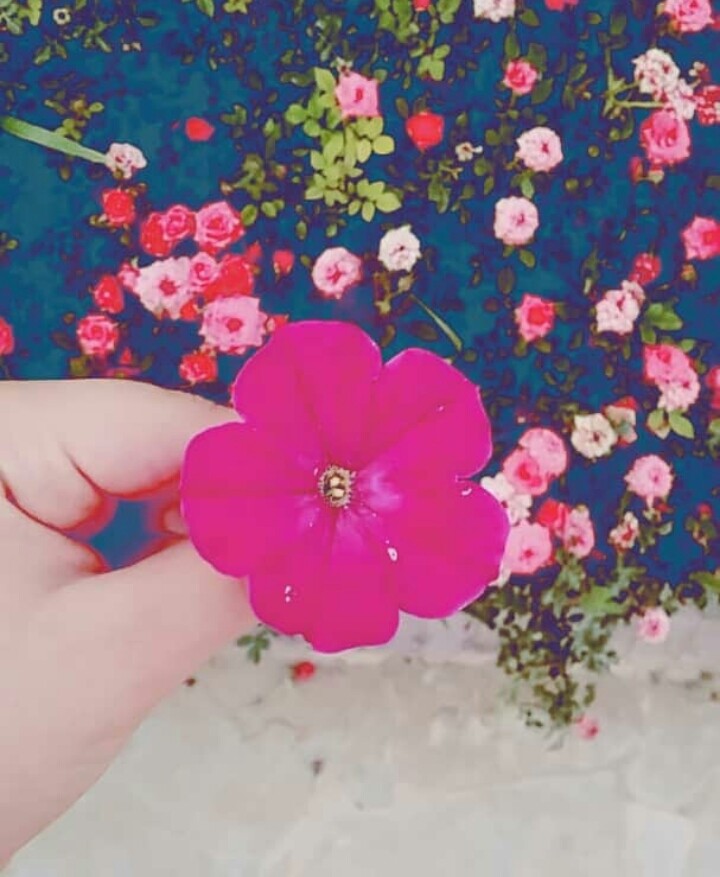 flowers