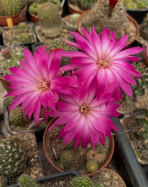 sfondi flowerpot, houseplant